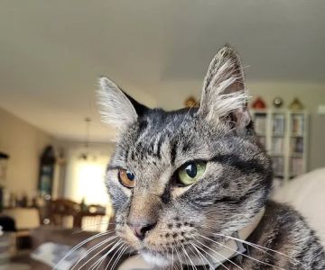 Urgent Pet Vets