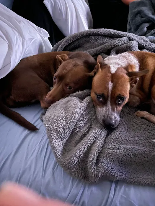 Urgent Pet Vets 4