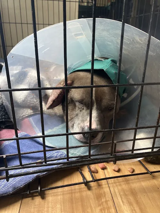 Urgent Pet Vets 8