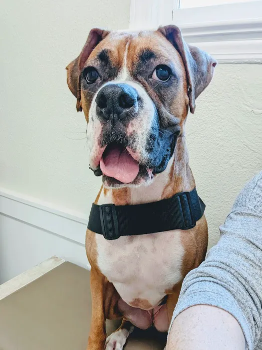 Urgent Pet Vets 9
