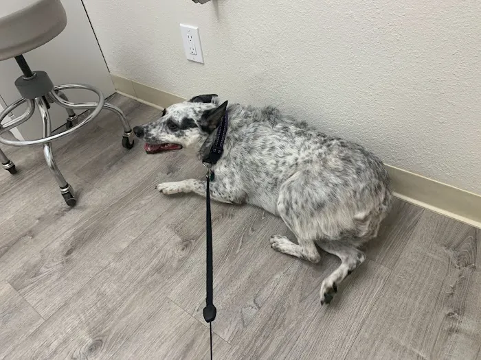 Urgent Pet Vets 10