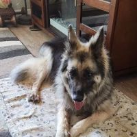 Meadowcrest Animal Hospital ico