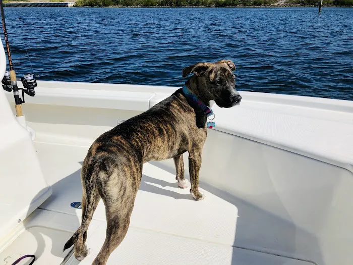 Crystal River Animal Hospital 2