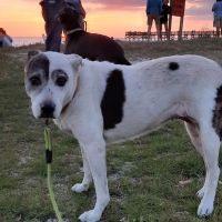 Crystal River Animal Hospital ico