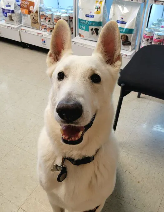Crystal River Animal Hospital 8