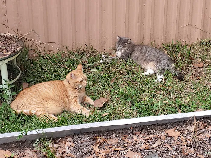 Crystal River Animal Hospital 7