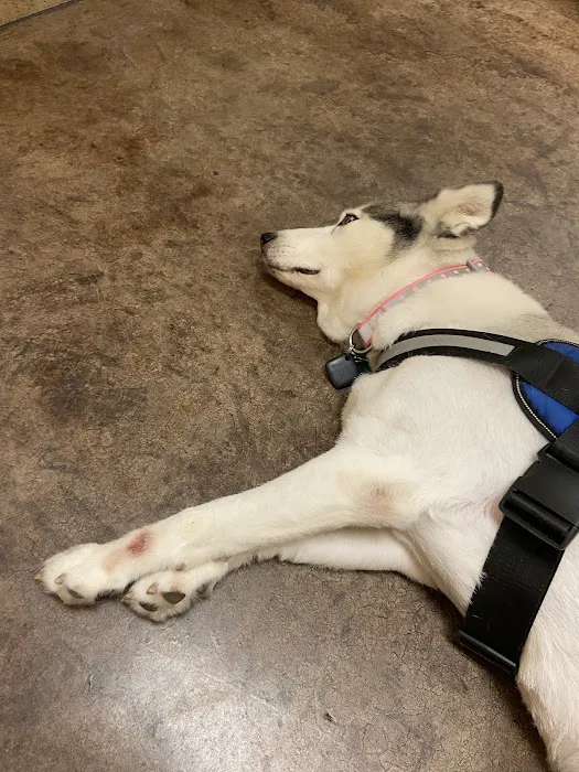 VCA Lecanto Animal Hospital 12