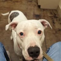 VCA Lecanto Animal Hospital ico