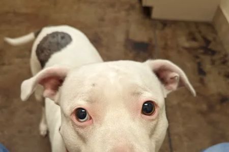 VCA Lecanto Animal Hospital
