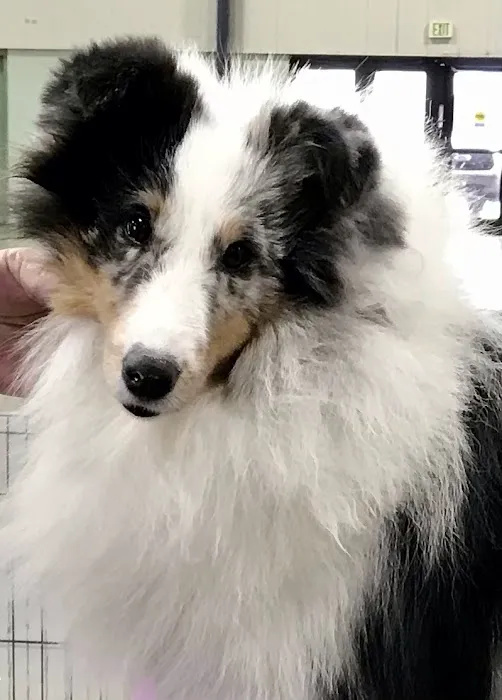 Plantation Animal Clinic 12