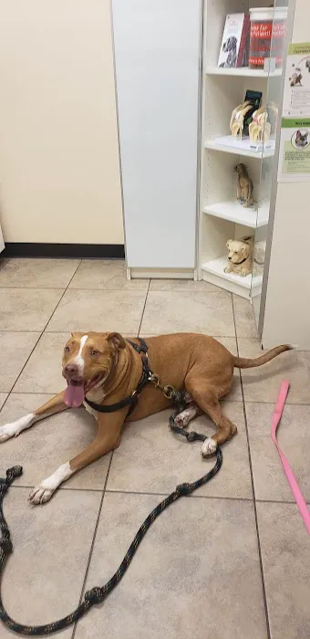 Plantation Animal Clinic 12