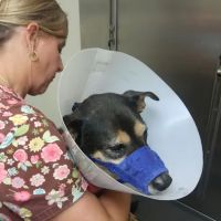Floral City Veterinary Hospital ico