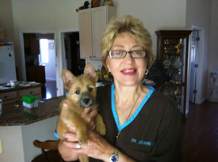 A Vet to Your Pet 2