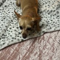 Veterinary Care Center of Laredo ico
