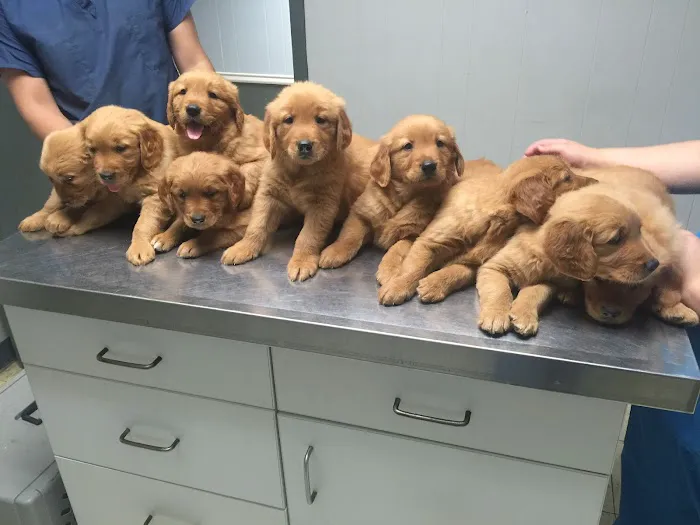 Veterinary Care Center of Laredo 12