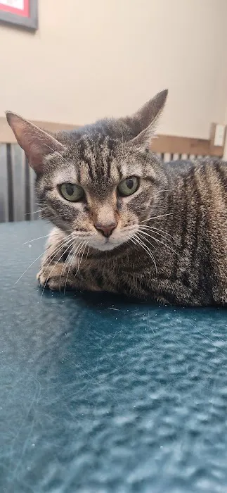 CowTown Animal Hospital 12