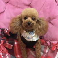 Candace Davis DVM ico