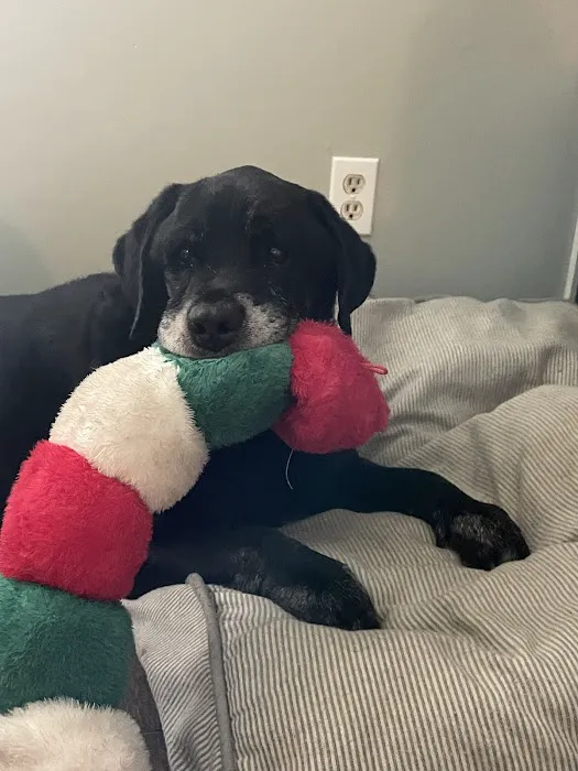 Live Oak Animal Hospital - Miracle Mile 2