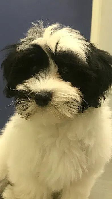 Live Oak Animal Hospital - Miracle Mile 7