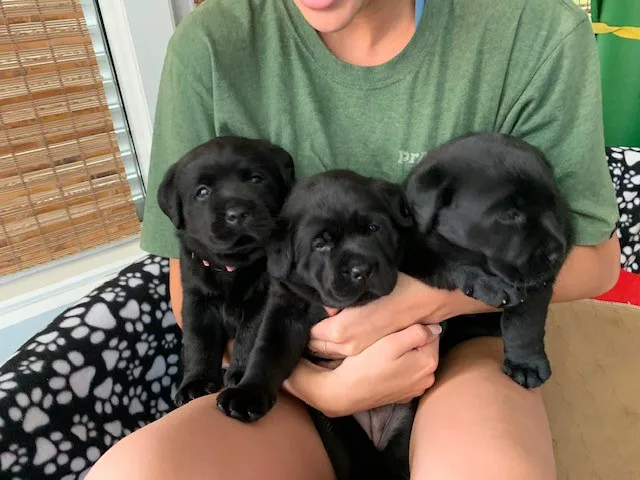 Live Oak Animal Hospital - Miracle Mile 9
