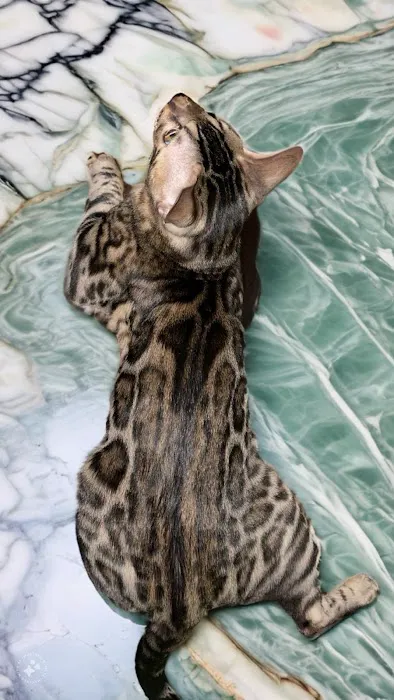 Bengals of Royalty 12
