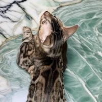 Bengals of Royalty ico