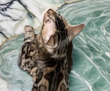 Bengals of Royalty