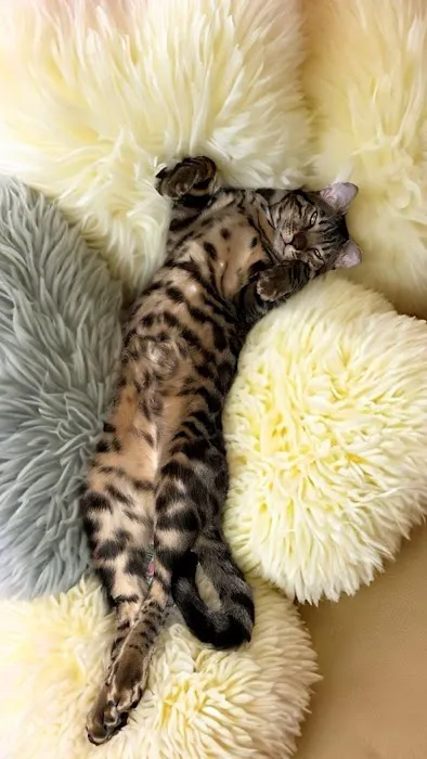 Bengals of Royalty 12