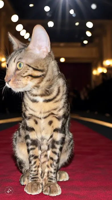 Bengals of Royalty 12