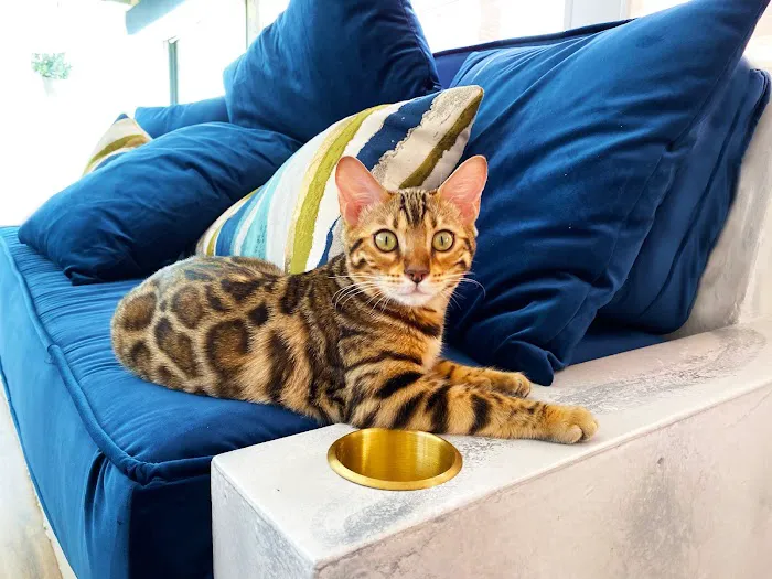 Jungle Cats of Florida 12