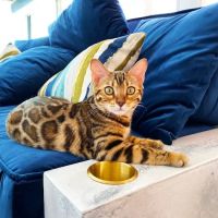Jungle Cats of Florida ico