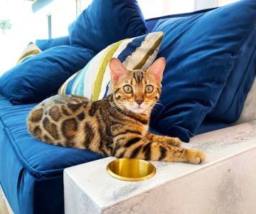 Jungle Cats of Florida
