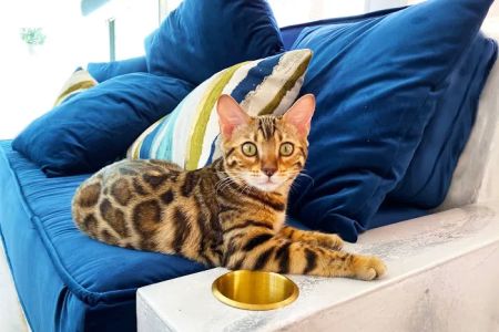 Jungle Cats of Florida
