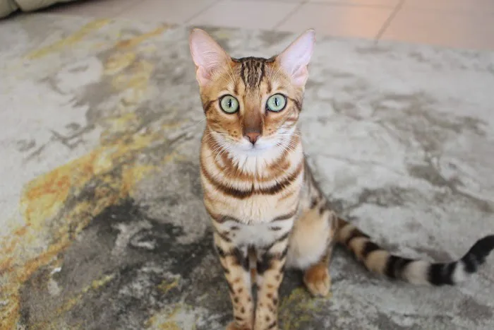 Jungle Cats of Florida 12