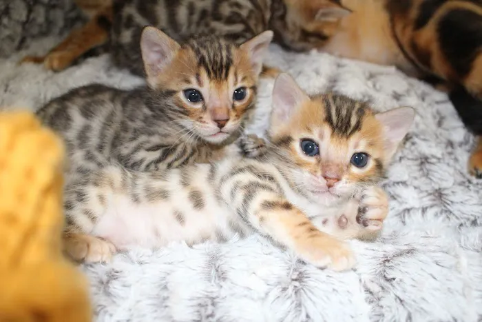 Jungle Cats of Florida 12