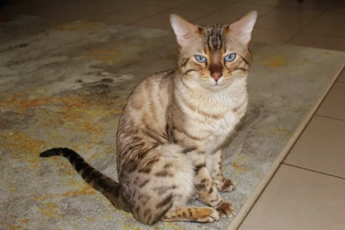 Jungle Cats of Florida 12