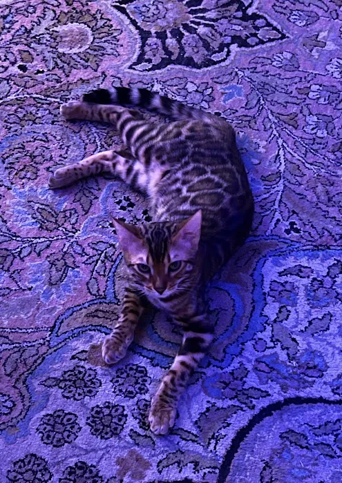 Jungle Cats of Florida 12