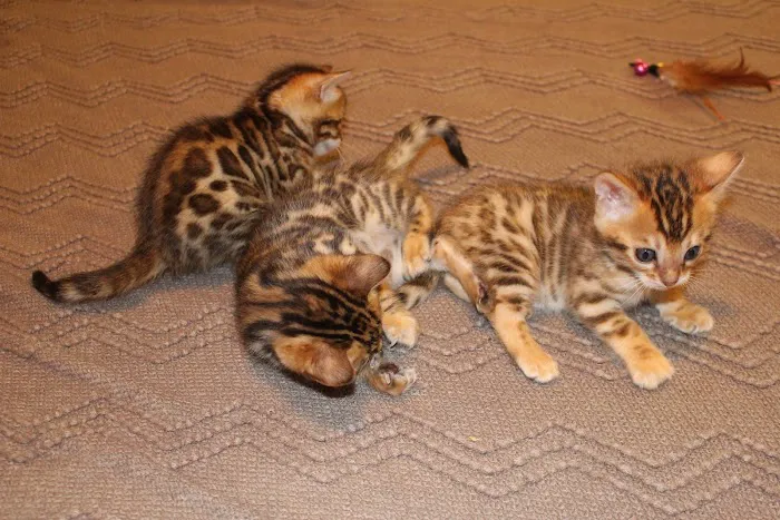 Jungle Cats of Florida 12