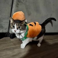 The Cats Meow Cat Clinic: Dr Amy Cousino, DVM ico