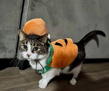 The Cats Meow Cat Clinic: Dr Amy Cousino, DVM