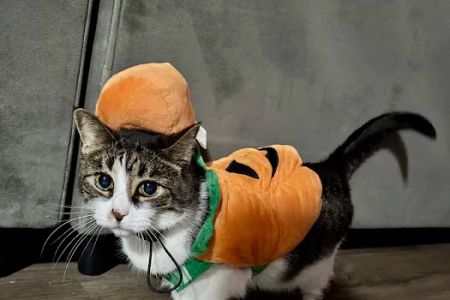 The Cats Meow Cat Clinic: Dr Amy Cousino, DVM
