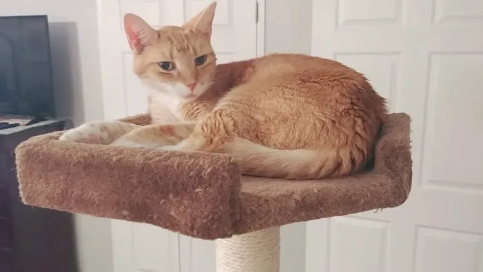 The Cat's Meow Cat Clinic 12