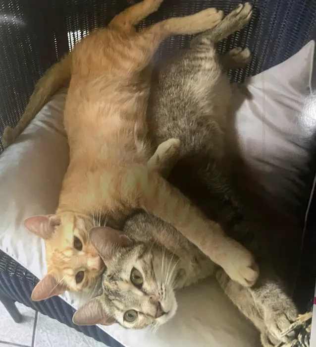 The Cat's Meow Cat Clinic 12