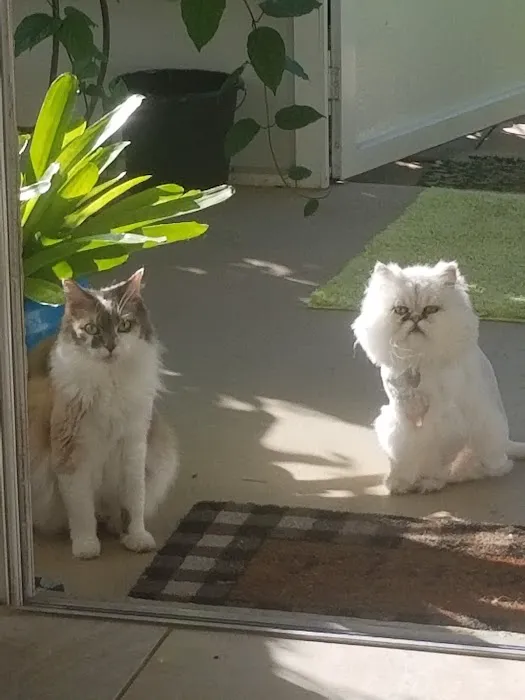 The Cat's Meow Cat Clinic 12