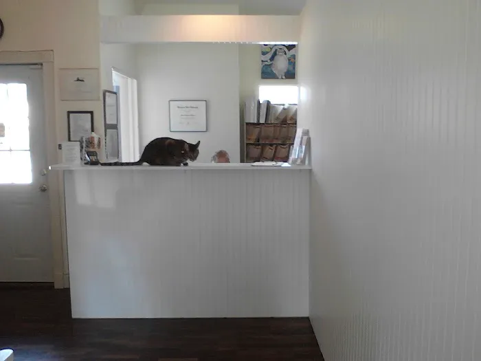 The Cat's Meow Cat Clinic 12