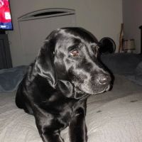 Florida Aid To Animals ico