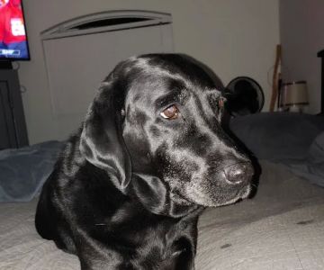 Florida Aid To Animals