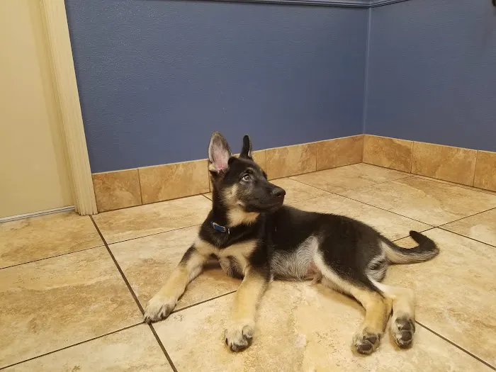 Florida Aid To Animals 7