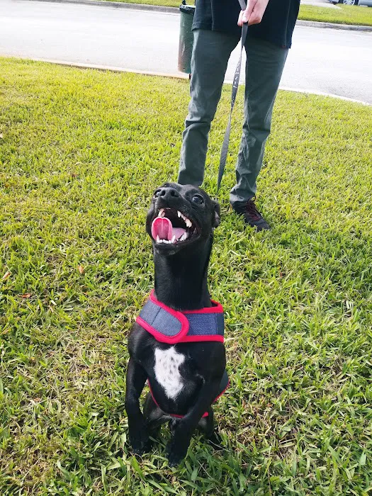 Florida Aid To Animals 4