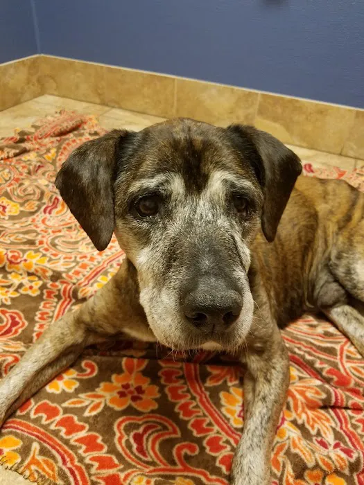 Florida Aid To Animals 9